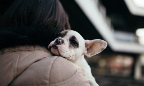 adopting-dogs