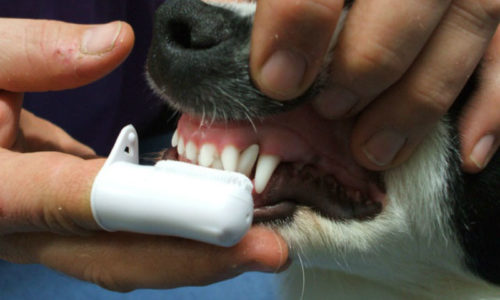 Tips to Brush Your Pet's Teeth