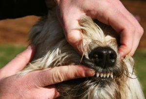 Hand Touching a Dog's Gums