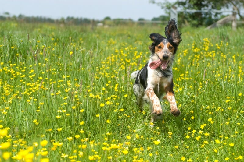Over Excitement and Exercise: How To Tell If Your Dog is Stressed - Van Isle Veterinary Hospital
