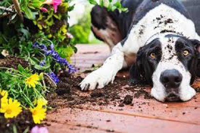 gardening-with-pets