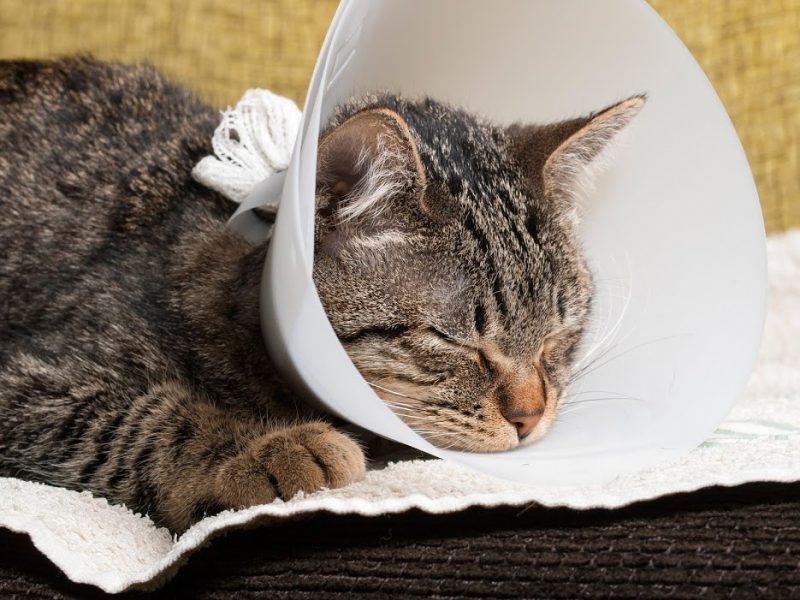 Tips on How to Care for Your Pet's Drain - Van Isle Veterinary Hospital
