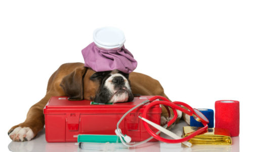 Dog and First Aid Kit