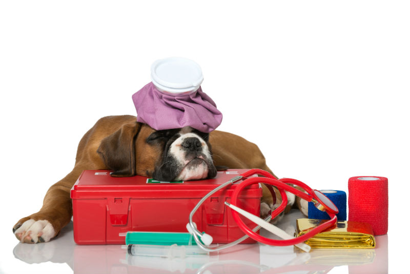 Prepping Your Pet's First Aid Kit - Van Isle Veterinary Hospital