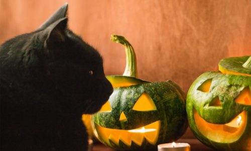 halloween cat with pumpkins