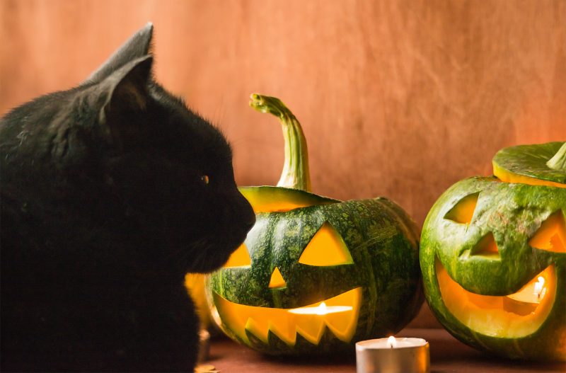 halloween cat with pumpkins