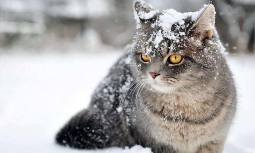 a cat in the snow