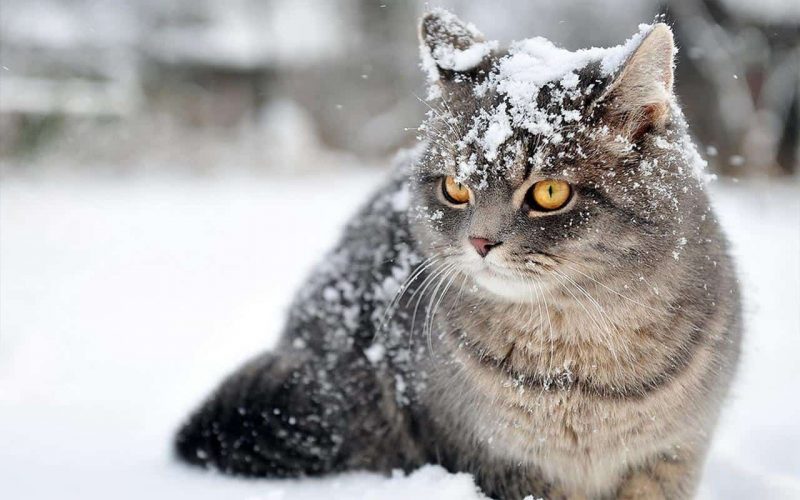 a cat in the snow