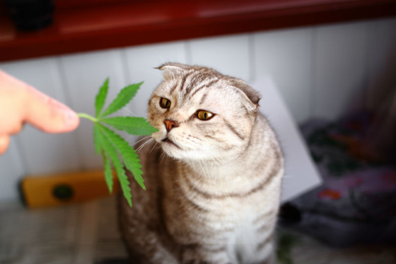 Cat and a leaf of marijuana